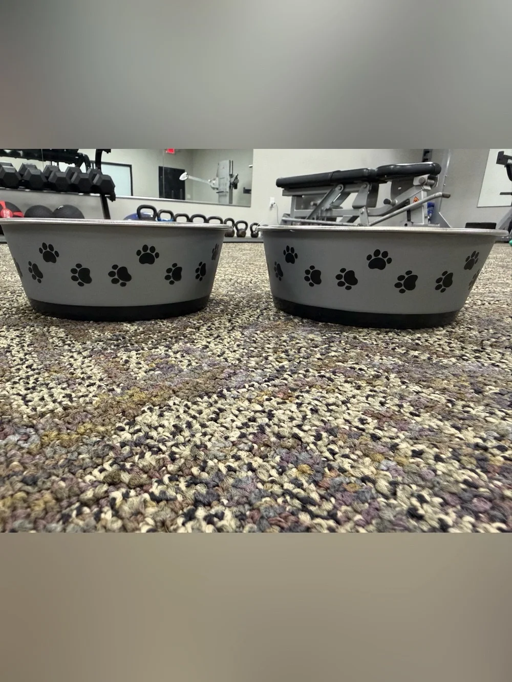 Vibrant Silver Pet Bowl with Black Non-Slip Rim set of 2